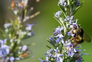 Bee on a flower